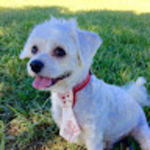 Meet your Posher, Tom